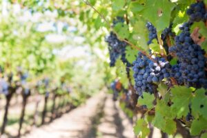 Top Five Wines in India